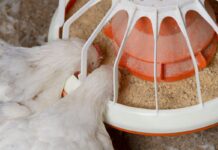 Additivi alternativi per aiutare i broiler a fronteggiare lo stress da caldo