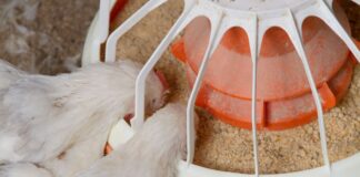 Additivi alternativi per aiutare i broiler a fronteggiare lo stress da caldo