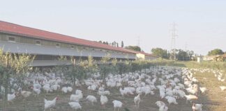 UE, nuove regole sulle emissioni per i grandi allevamenti avicoli