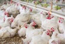 Romania: Holding Familia Safir amplia la capacità produttiva con un’acquisizione da 16,5 milioni di euro
