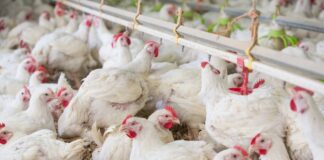 Romania: Holding Familia Safir amplia la capacità produttiva con un’acquisizione da 16,5 milioni di euro