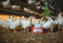 Il progetto Interreg NWE OMELETTE illustra un percorso pratico per cicli di produzione di uova più lunghi e più sani
