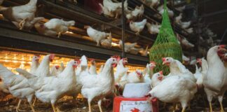 Il progetto Interreg NWE OMELETTE illustra un percorso pratico per cicli di produzione di uova più lunghi e più sani