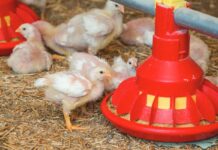 L’utilizzo degli enzimi nelle diete del pollo da carne