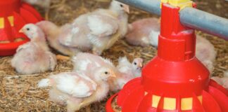 L’utilizzo degli enzimi nelle diete del pollo da carne