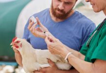 Come possiamo tenere sotto controllo l’influenza aviaria?