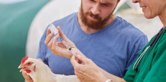 Come possiamo tenere sotto controllo l’influenza aviaria?