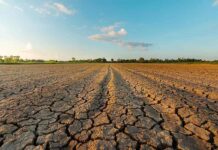 Caldo e siccità mettono sotto pressione il settore avicolo europeo