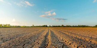 Caldo e siccità mettono sotto pressione il settore avicolo europeo