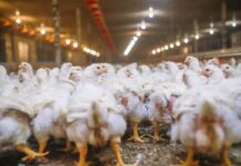 Promuovere la sostenibilità avicola per soddisfare il fabbisogno proteico del 2050