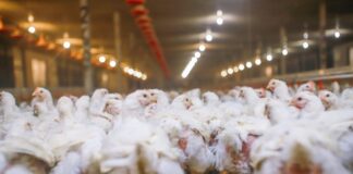 Promuovere la sostenibilità avicola per soddisfare il fabbisogno proteico del 2050