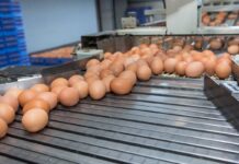 Autenticazione del sistema di allevamento delle galline ovaiole tramite machine learning e qualità delle uova