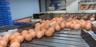 Autenticazione del sistema di allevamento delle galline ovaiole tramite machine learning e qualità delle uova