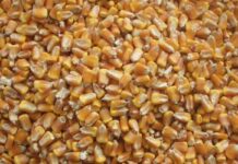 Caldo e siccità mettono a rischio l’approvvigionamento di mangimi per il pollame