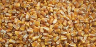 Caldo e siccità mettono a rischio l’approvvigionamento di mangimi per il pollame