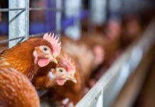 Strategie vaccinali per migliorare la protezione contro il tifo aviare nelle galline ovaiole
