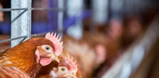 Strategie vaccinali per migliorare la protezione contro il tifo aviare nelle galline ovaiole