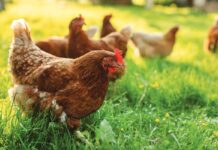 Principali fattori di rischio per la salute intestinale del pollame