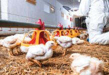 Sistema immunitario e nutrizione: l’equilibrio tra immunità e crescita nelle linee moderne di broiler