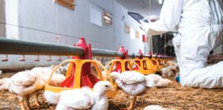 Sistema immunitario e nutrizione: l’equilibrio tra immunità e crescita nelle linee moderne di broiler