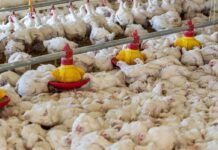 Tecnologie di precisione per rilevare le patologie enteriche nel pollo da carne