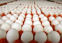 Gestione del peso dell’uovo nelle ovaiole commerciali