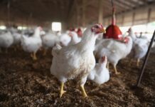 L’utilizzo della tecnologia di precisione nell’allevamento di pollo da carne: il caso del progetto DIVA