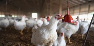 L’utilizzo della tecnologia di precisione nell’allevamento di pollo da carne: il caso del progetto DIVA