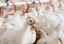 Enterococcus cecorum: la genomica può aiutare a distinguere gli isolati associati alla malattia?