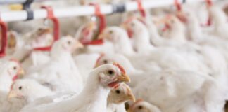 Enterococcus cecorum: la genomica può aiutare a distinguere gli isolati associati alla malattia?