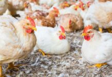adiCox® AP: supporto fitogenico per la salute intestinale e le performance negli avicoli