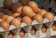 La produzione e la domanda di uova in italia salgono secondo l’ultimo report ISMEA