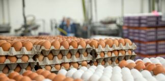 Uova, perché la produzione italiana fatica a crescere
