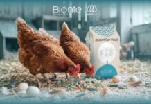 BIŌNTE® QUIMITŌX® PLUS nelle galline ovaiole: una strategia efficace contro le fusariotossine