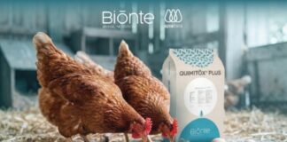 BIŌNTE® QUIMITŌX® PLUS nelle galline ovaiole: una strategia efficace contro le fusariotossine