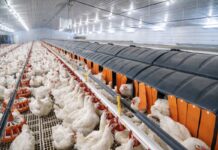 Qualità delle uova da incubazione: la vera base di ogni KPI dell’incubatoio
