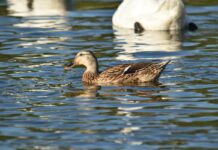 H5N1 nei selvatici: il Ministero richiama alla prevenzione