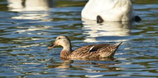 H5N1 nei selvatici: il Ministero richiama alla prevenzione