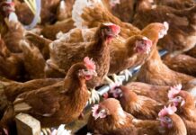 Influenza aviaria confermata in un allevamento olandese