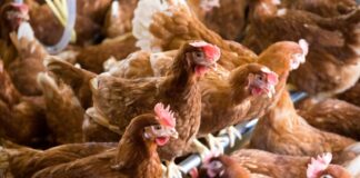 Paesi Bassi: obbligo di ricovero per i volatili allevati a fini commerciali dopo tre focolai di aviaria