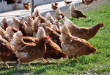 Influenza aviaria H5N1 in Inghilterra: colpite circa 32.000 galline ovaiole