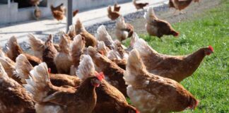 Influenza aviaria H5N1 in Inghilterra: colpite circa 32.000 galline ovaiole