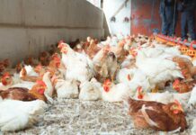 I produttori avicoli tedeschi chiedono prezzi più equi mentre gli standard produttivi diventano sempre più rigorosi