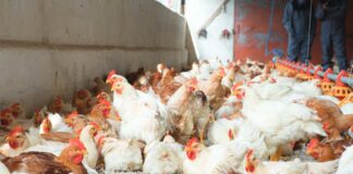 I produttori avicoli tedeschi chiedono prezzi più equi mentre gli standard produttivi diventano sempre più rigorosi
