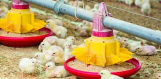 Migliorare la salute del pollame attraverso immunostimolanti alimentari