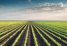 L’impatto dell’origine geografica sul profilo nutrizionale e sulla qualità proteica della farina di soia