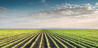 L’impatto dell’origine geografica sul profilo nutrizionale e sulla qualità proteica della farina di soia