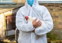 Influenza aviaria, nello Schleswig-Holstein tornano le regole di biosicurezza dopo tre focolai