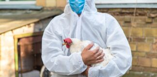 Influenza aviaria, nello Schleswig-Holstein tornano le regole di biosicurezza dopo tre focolai