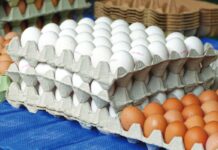 Salvaguardare il mercato delle uova: in che modo il contenimento delle malattie salvaguarda la sicurezza alimentare